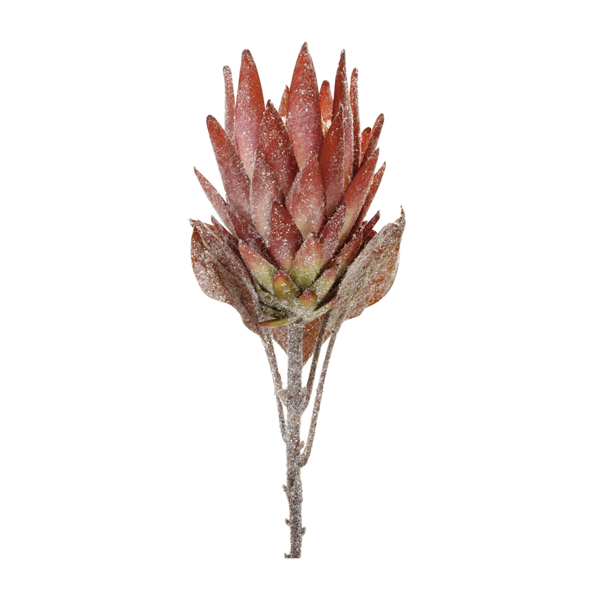 Orange Protea Flower Stem (Set of 2)