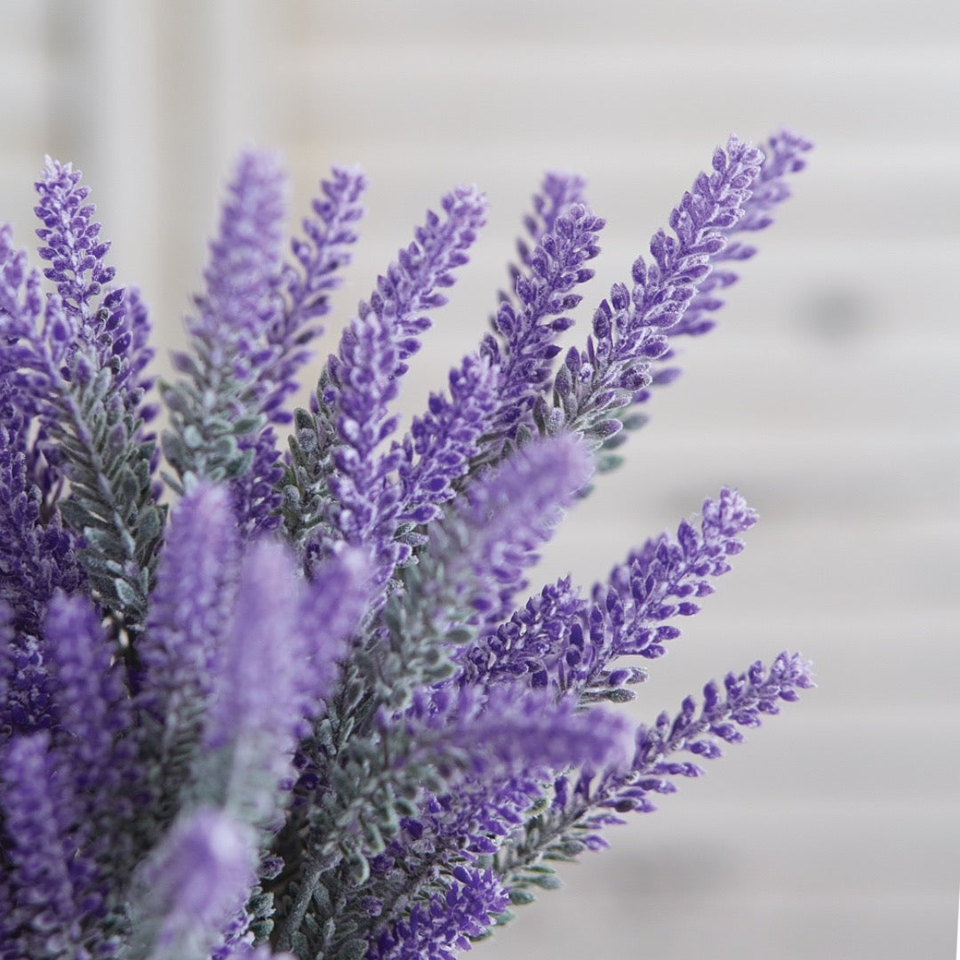 Lavender Bush, Set of 2