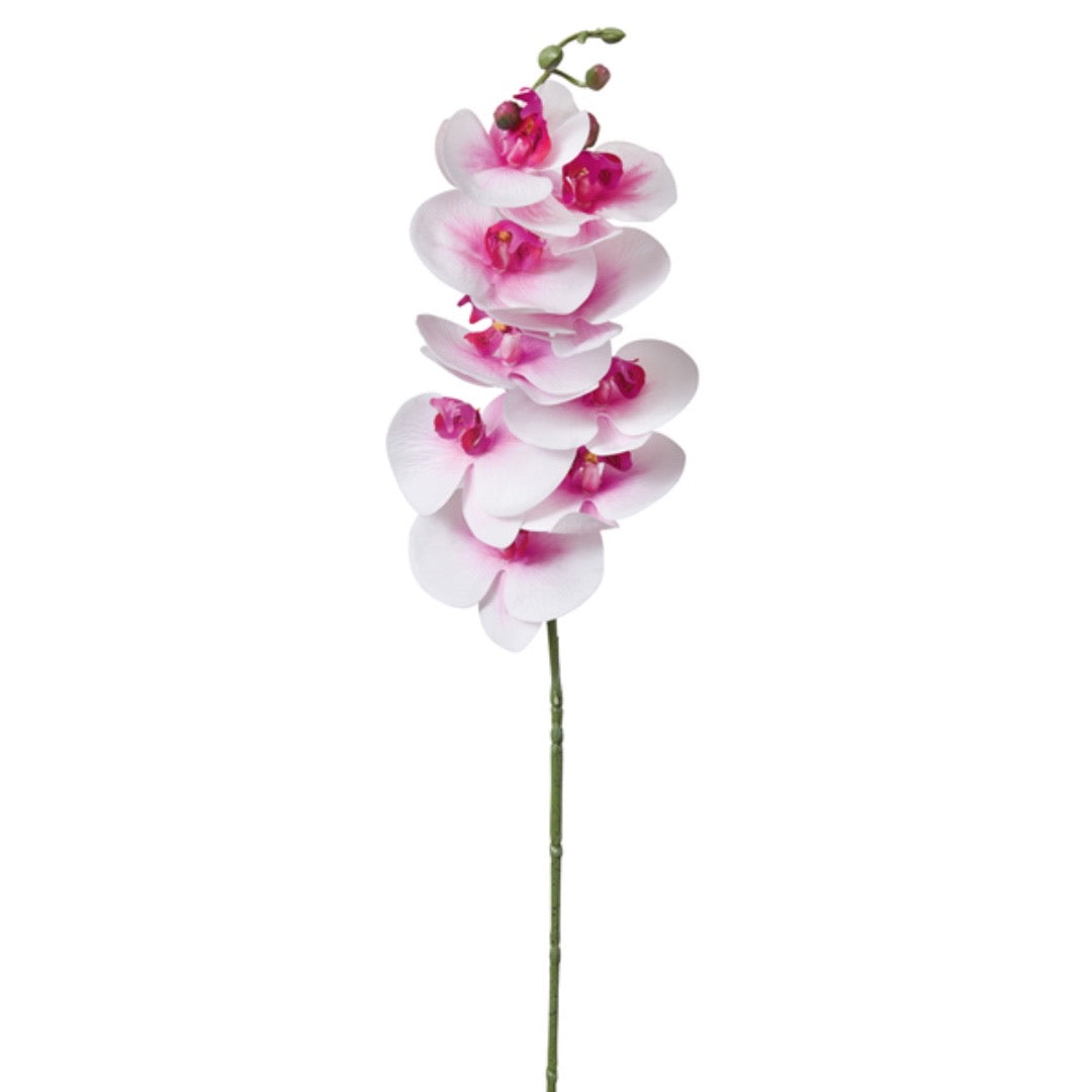 Moonlight Orchid, Set of 4