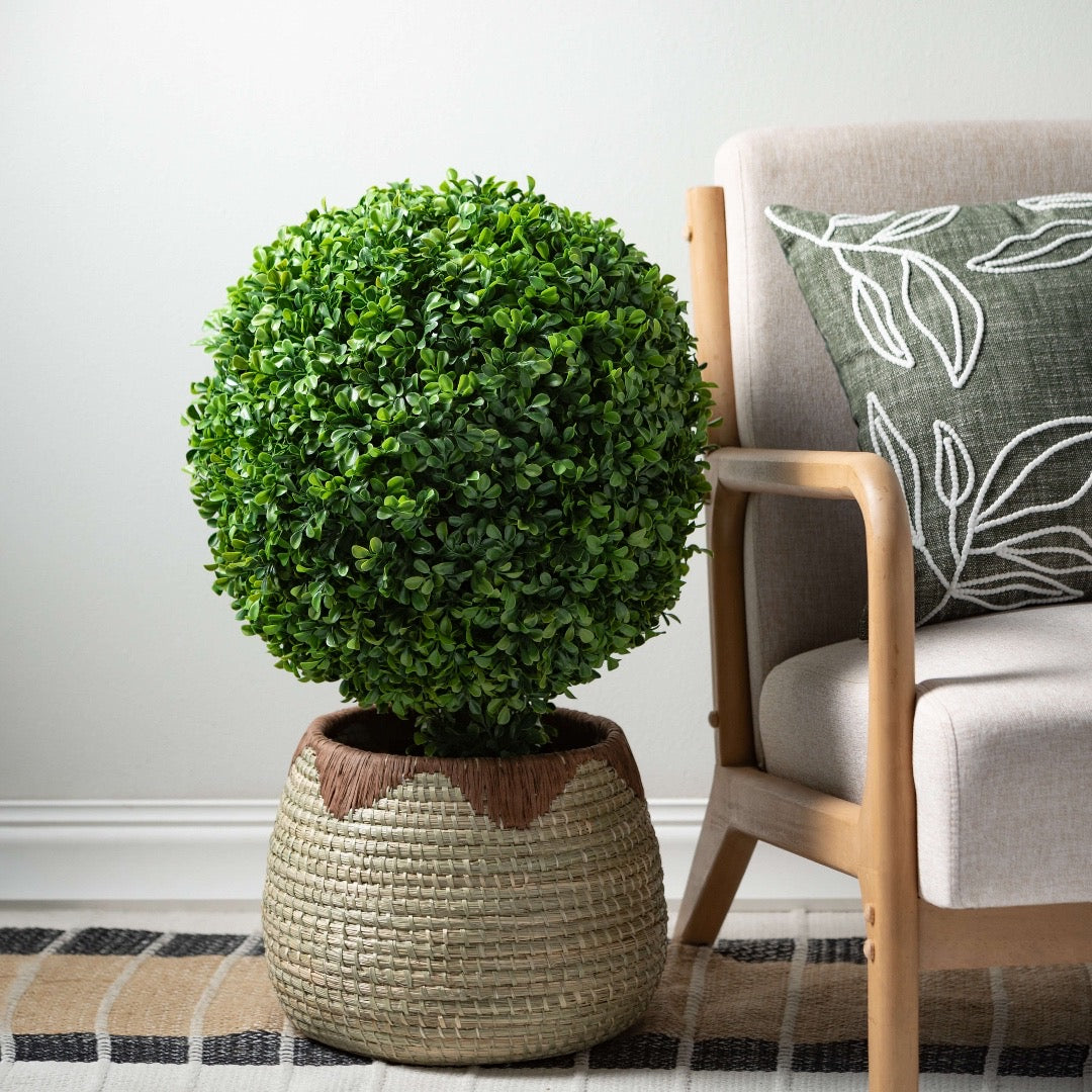 Boxwood Potted Topiary