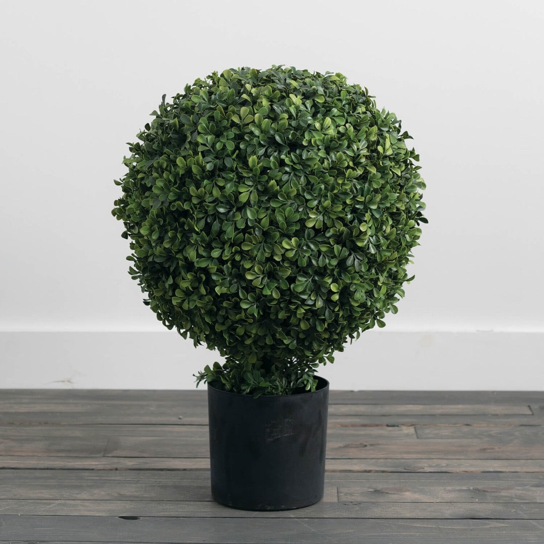 Boxwood Potted Topiary